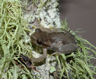 Bleating treefrog (Litoria dentata)