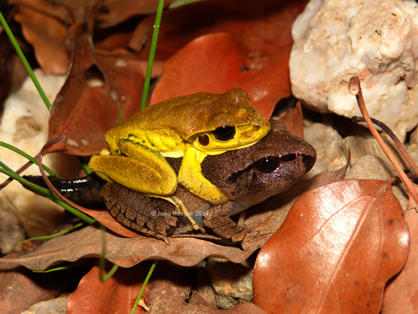 Great Barred Frog matamorph (Mixophyes fasciolatus) with Stony-creek frog (Litoria wilcoxii) in amplexus