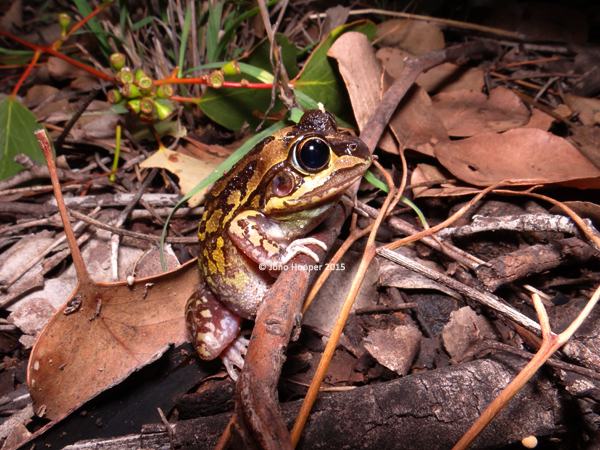 Common Spadefoot Toad (Neobatrachus sudellae)