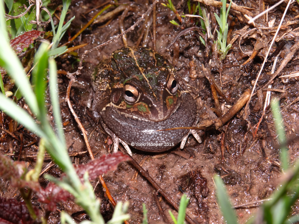 Rough-collared Frog (Cyclorana verrucosa) calling