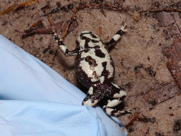 Copper-backed Broodfrog (Pseudophryne ravenii). Belly shot. Notice the distinct black and white marbeling, as opposed to the dirtier mottling on the stomach of cane toads.