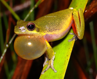 Cooloola Sedgefrog (Litoria cooloolensis). Notice the black speckling on their back; characteristic to this species.