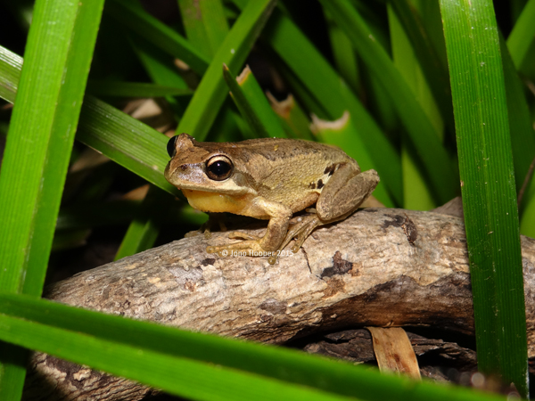 Whistling Treefrog (Litoria vereauxi)