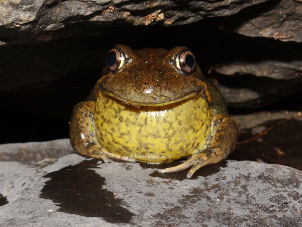 Eastern Banjo Frog (Limnodynates dumerilii dumerilii)