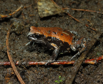 Red-backed Broodfrog (Pseudophryne coriacea)