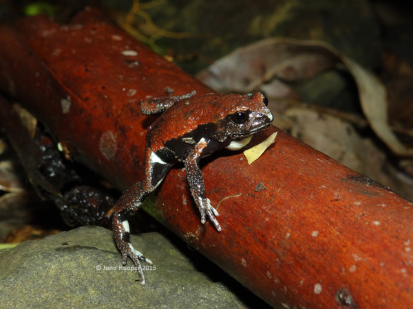 Red-backed Broodfrog (Pseudophryne coriacea).