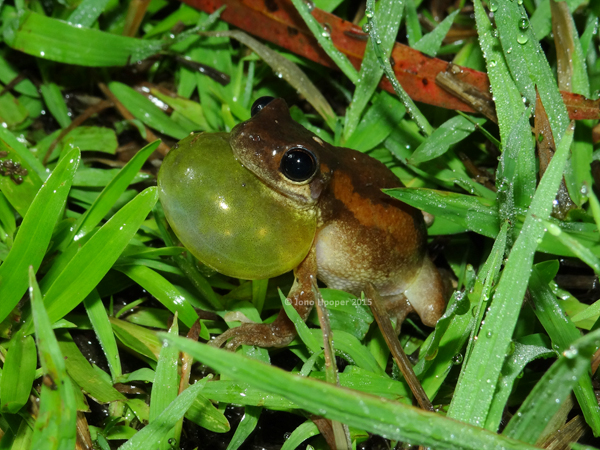 Bleating Treefrog (Litoria dentata)