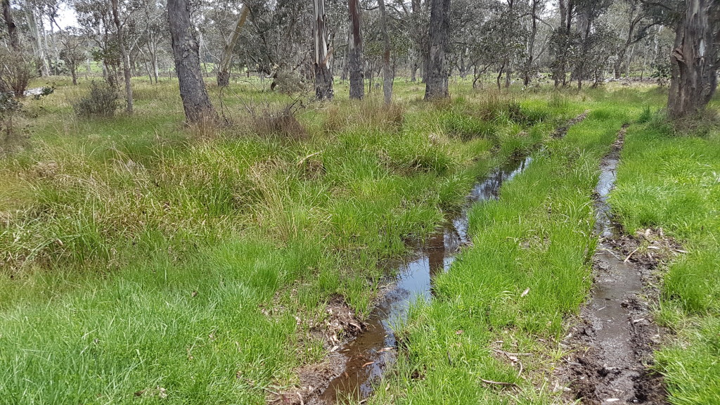 Breeding habitat of the New England Pseudophryne (broodfrog)