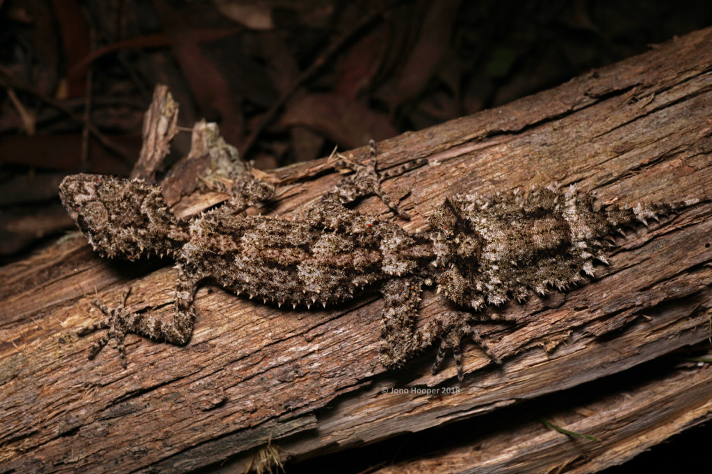 Granite Belt leaf-tail gecko (Saltuarius wyberba)