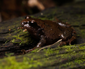 Richmond Range Mountain Frog (Philoria richmondensis)