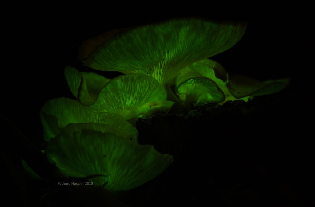 Bioluminescent fungi
