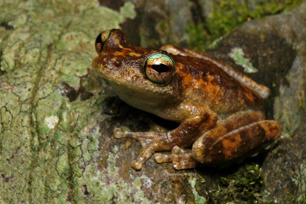 Kuranda Treefrog (Litoria myola).