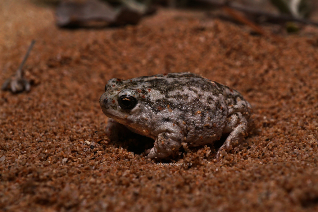 Northern Sandhill Frog