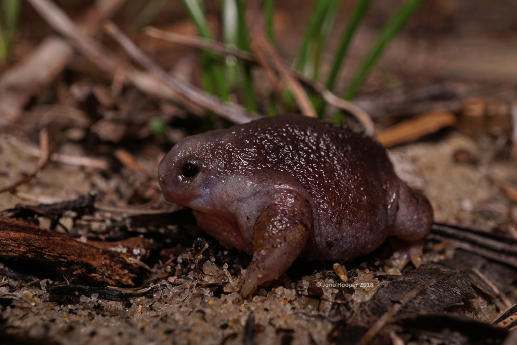 Turtle Frog (Myobatrachus gouldii)