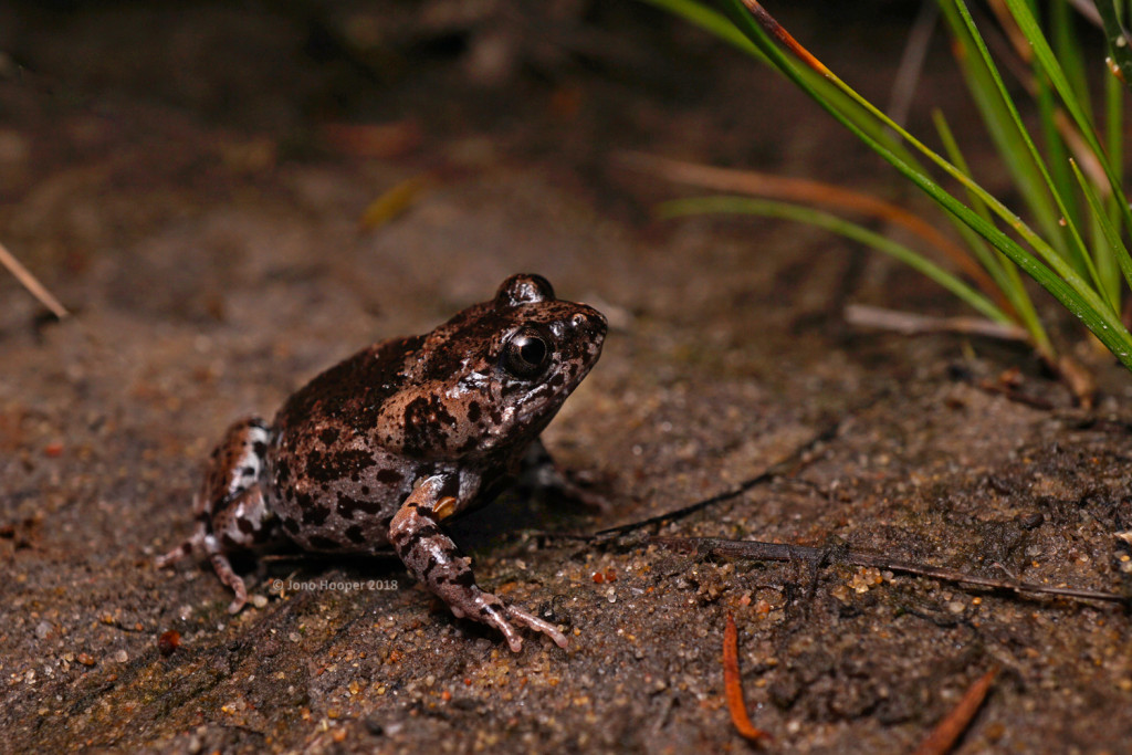 Mahony's Toadlet (Uperoleia mahonyi)