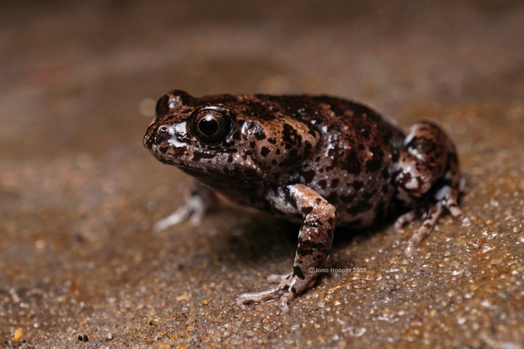 Mahony's Toadlet (Uperoleia mahonyi)