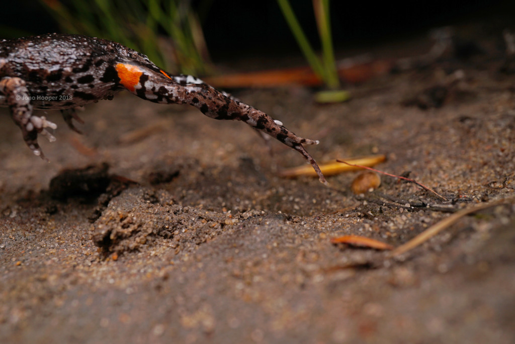 Mahony's Toadlet (Uperoleia mahonyi) mid-jump