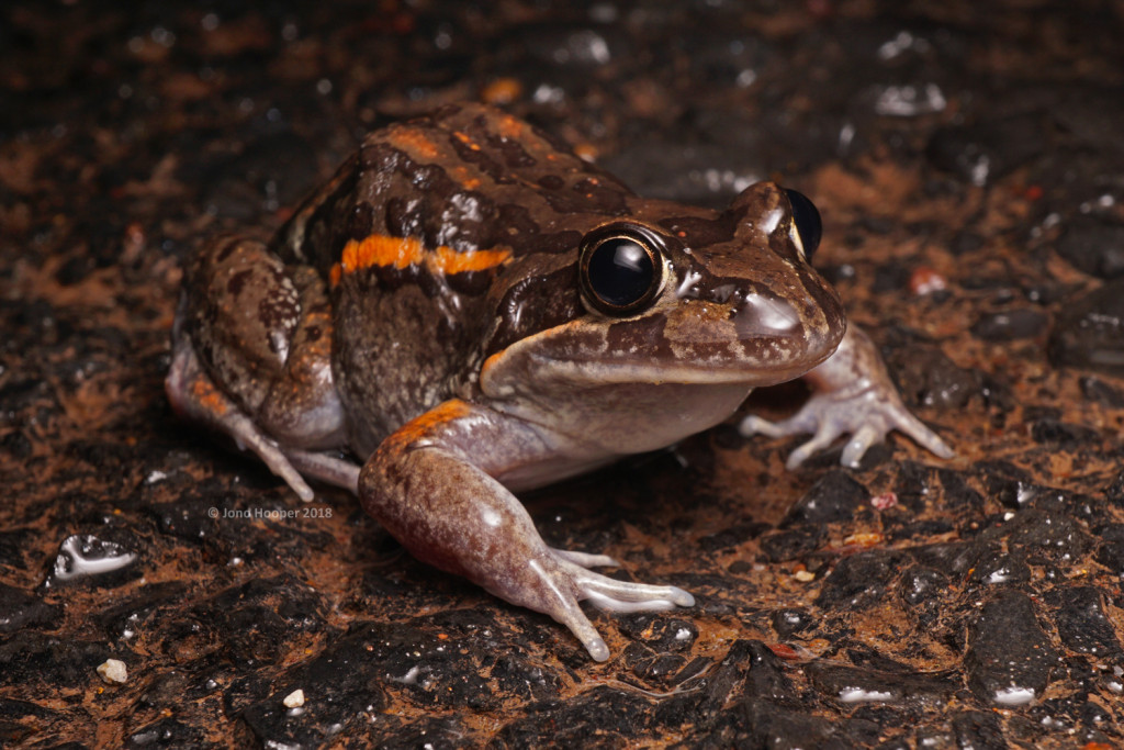 Salmon-striped Frog (Limnodynastes salmini) spotted crossing the road.