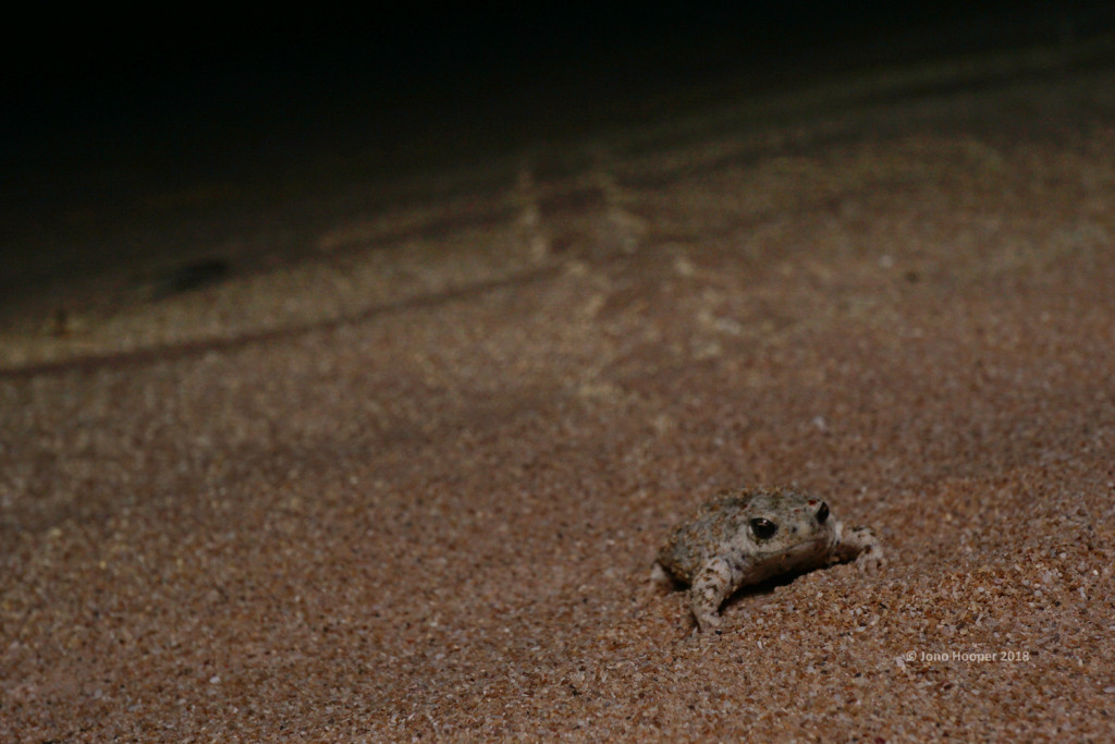 Northern Sandhill Frog (Arenophryne rotunda) with distinct tracks in background.