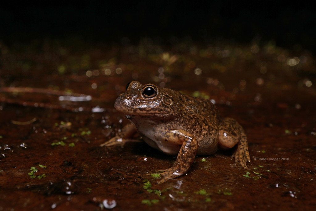 Western Water-holding Frog (Cyclorana occidentalis)
