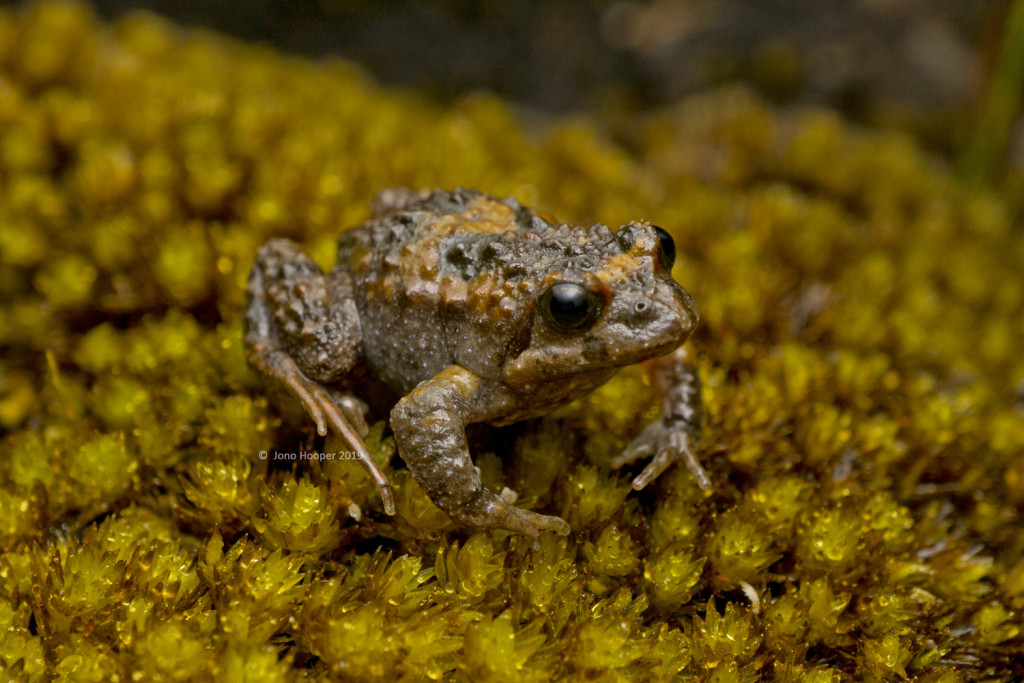 Tasmanian Froglet (Crinia tasmaniansis) 