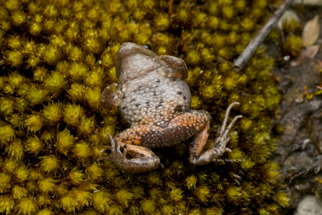 Tasmanian Froglet (Crinia tasmaniansis) ventral shot showing red colouration underneath legs and thighs.