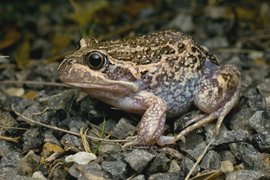 Eastern Bango Frog (Limnodynastes dumerilii insularis)