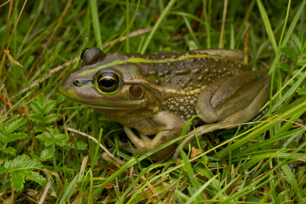 Southern Bell Frog (Litoria raniformis)