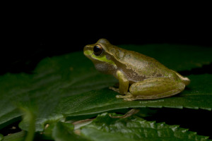Cascade Treefrog male  calling