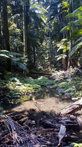 A shallow pool along a low basal-flow creek. Sunny patches such as this may have served as a sun-basking area for the Southern Gastric-brooding Frog 