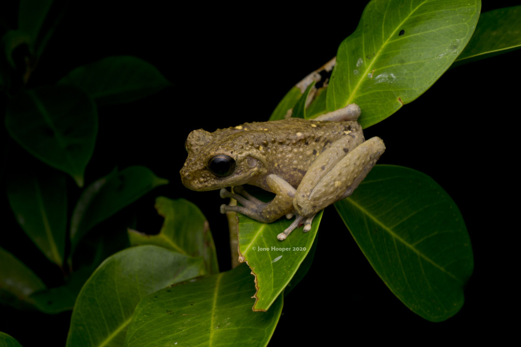 Melville Range Treefrog (Litoria andiirmalin)