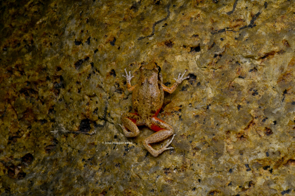 Cape Melville Boulder Frog (Cophixalus zwiefeli)