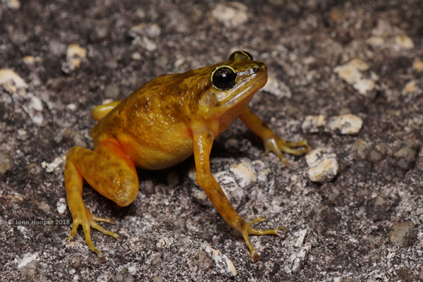 Black Mountain Boulder Frog (female) (Cophixalus saxatilis)