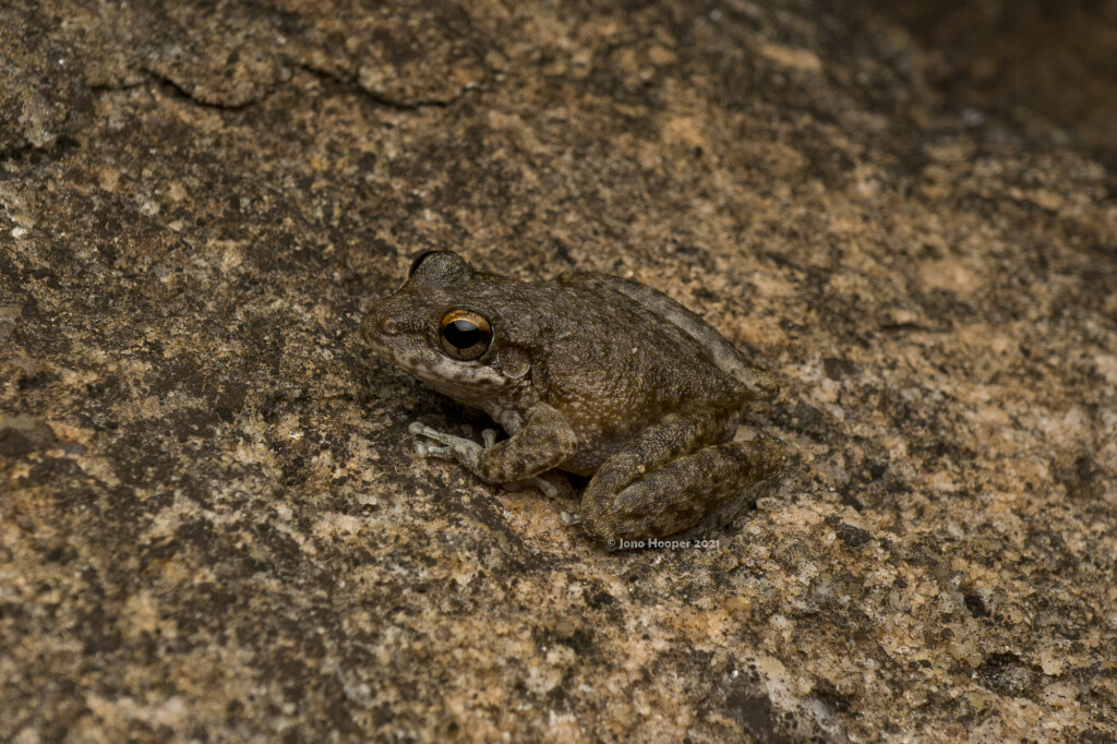 Copeland's Rock Frog (Litoria copelandi)