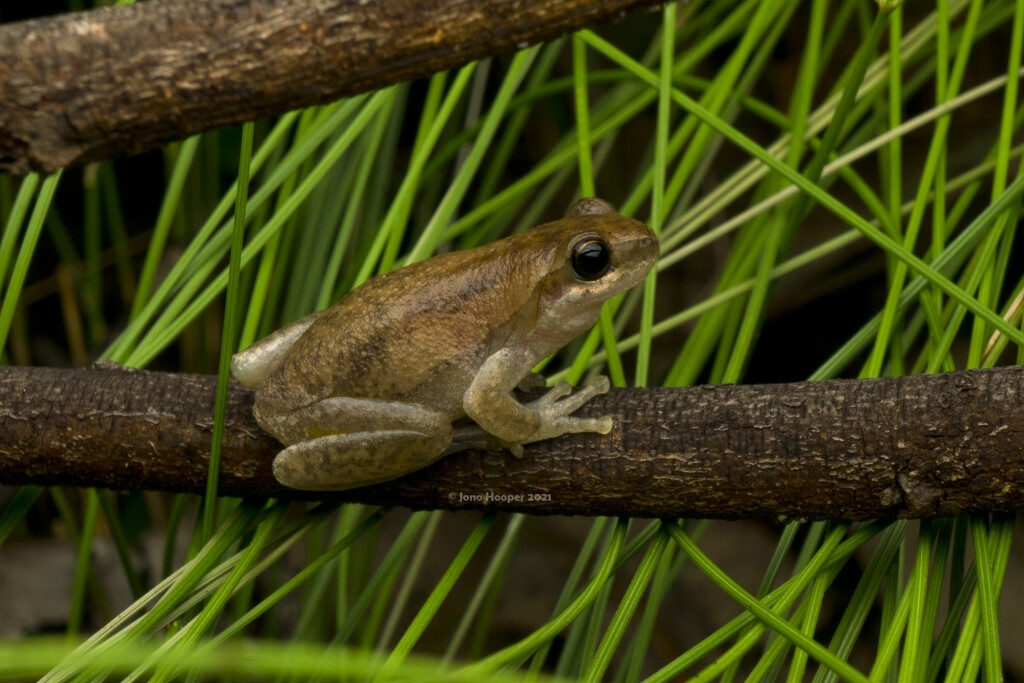 Naked Treefrog (Litoria rubella)