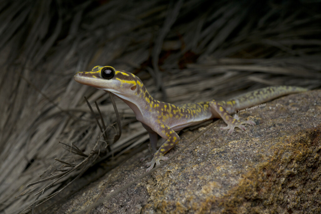 Marbled Velvet Gecko (Oedura marmorata)