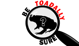 be toadally sure, cane toad, identification